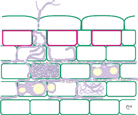 Acaulospora VAM Diagram (9KB)