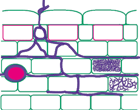 Glomus VAM Diagram (7KB)