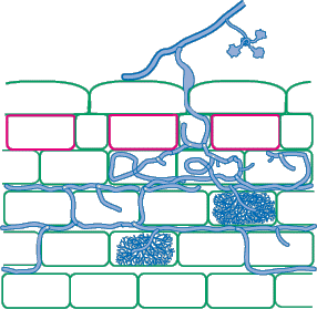 Scutellospora VAM Diagram (13KB)