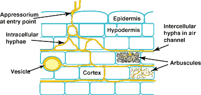 Diagram of VAM colony (8KB)