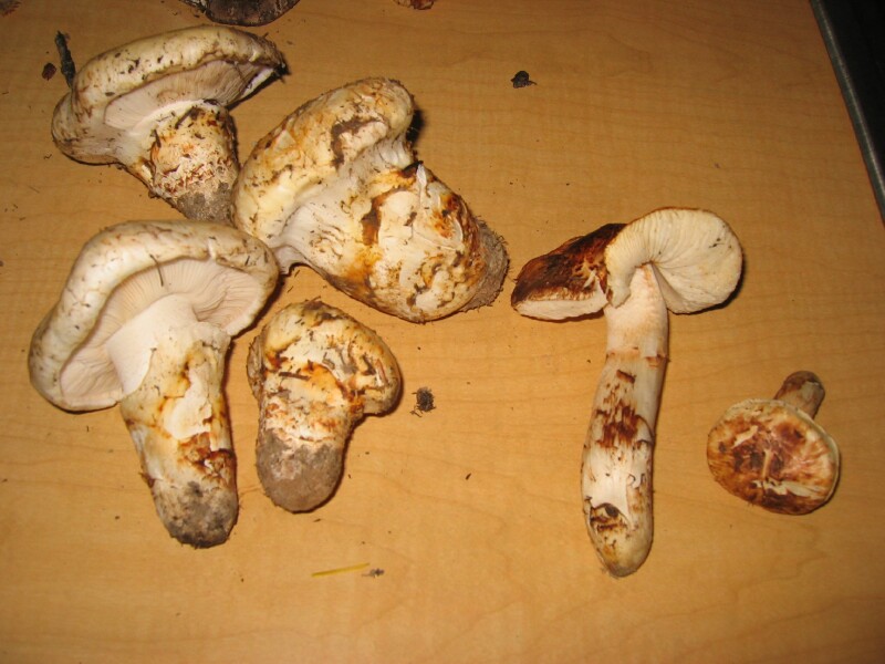 Matsutake